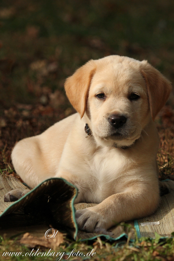 Labrador-Golden-Retriever Welpe