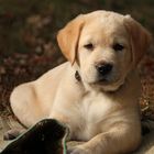 Labrador-Golden-Retriever Welpe