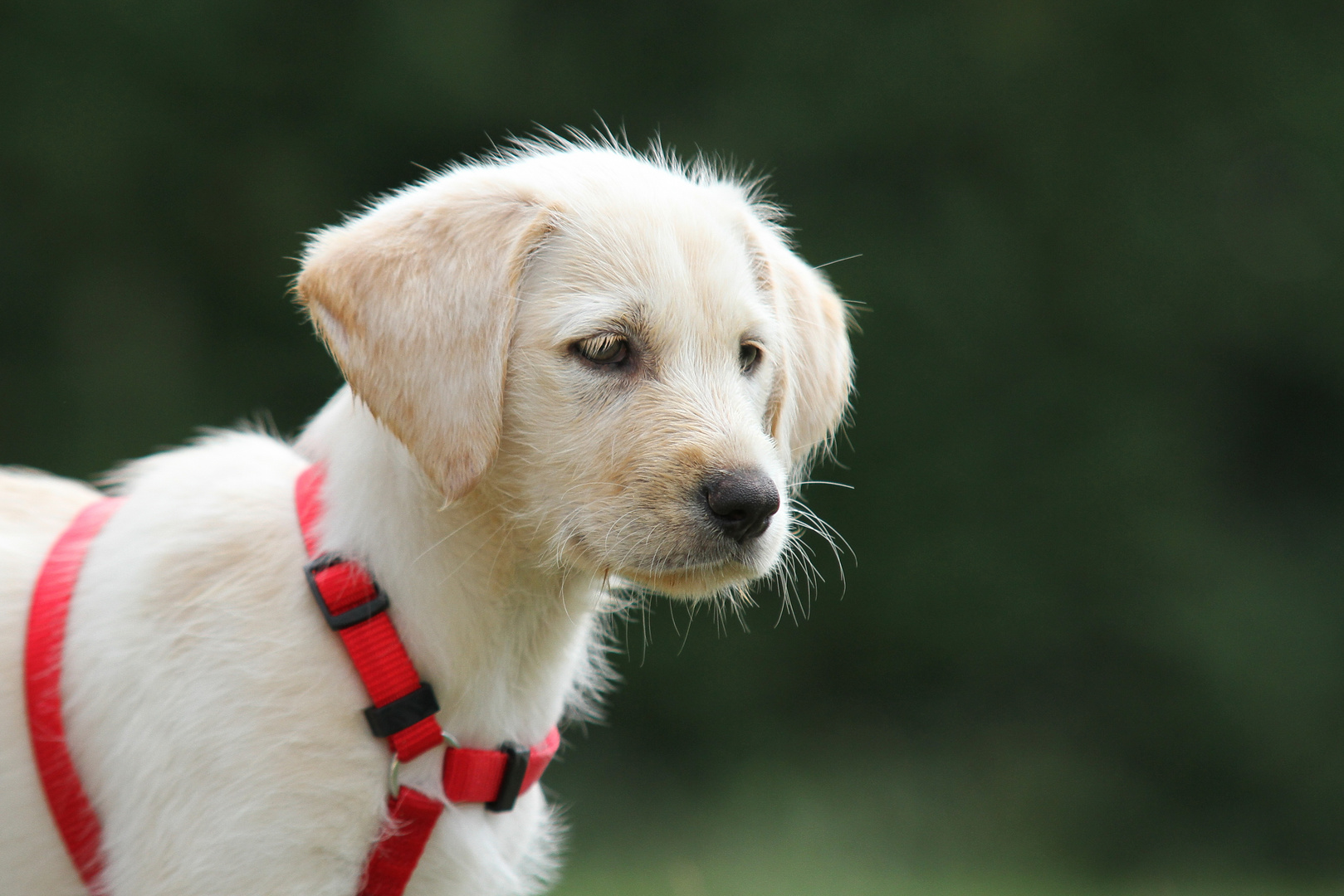 Labrador-Goldenredrievermix Welpe