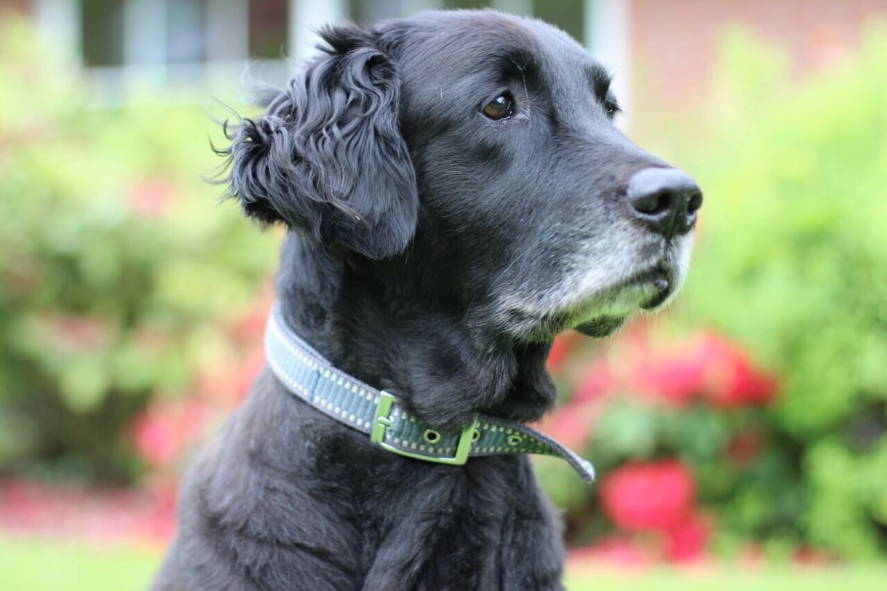 Labrador-Goldenretriever