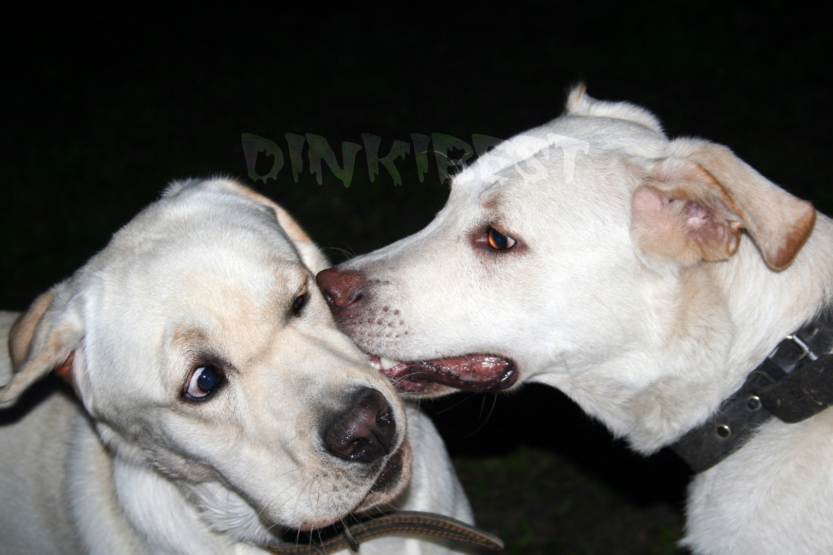 Labrador Gray and Zhorik