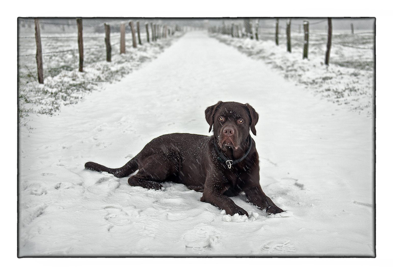 Labrador "Harley"