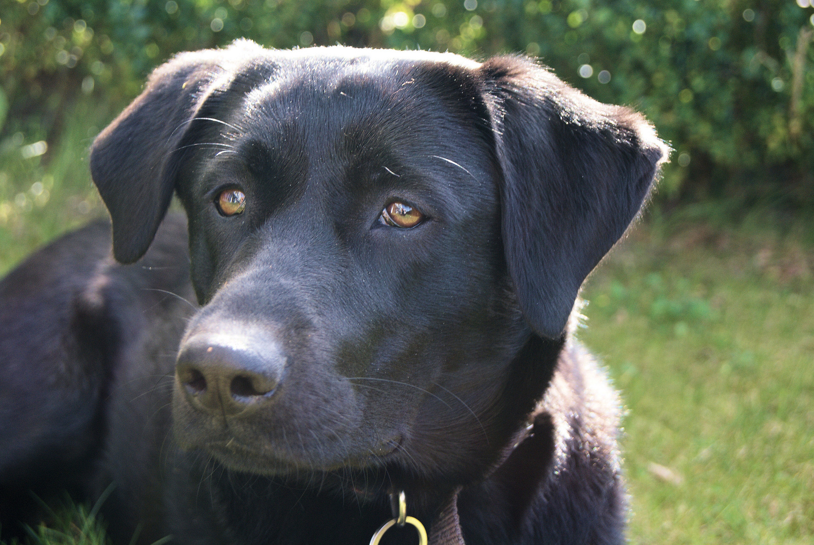 Labrador Hündin