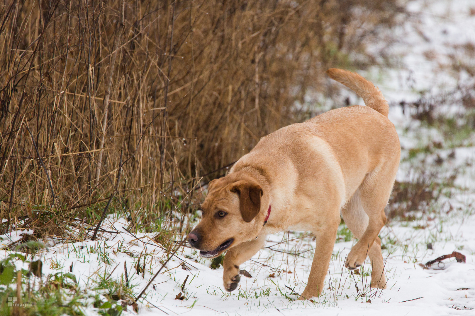 Labrador Hündin auf der Pirsch