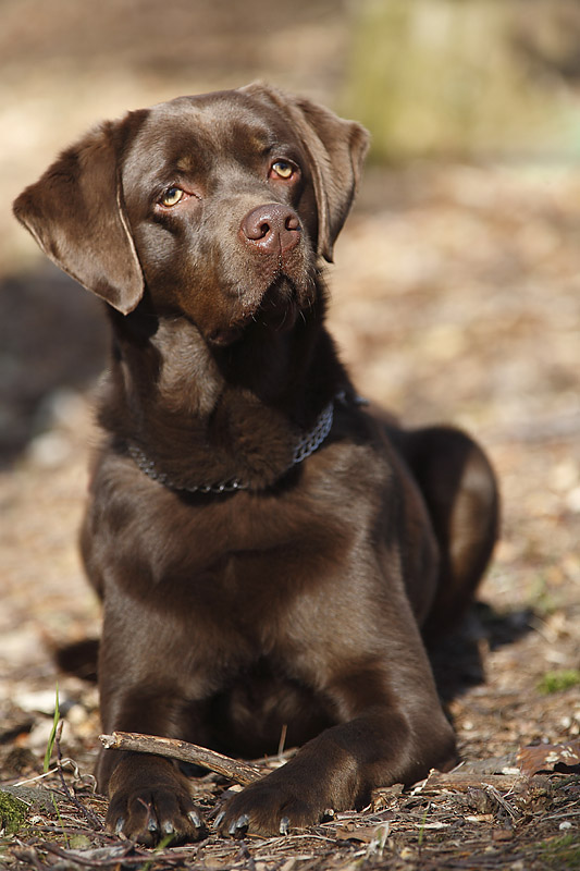 Labrador Hündin Coco