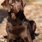 Labrador Hündin Coco