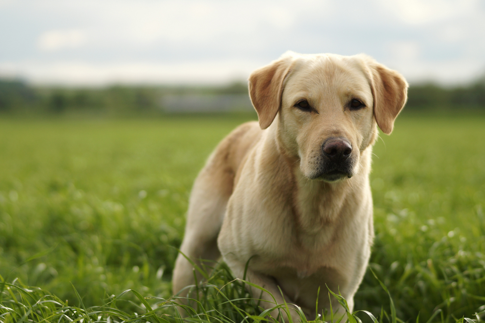 Labrador II