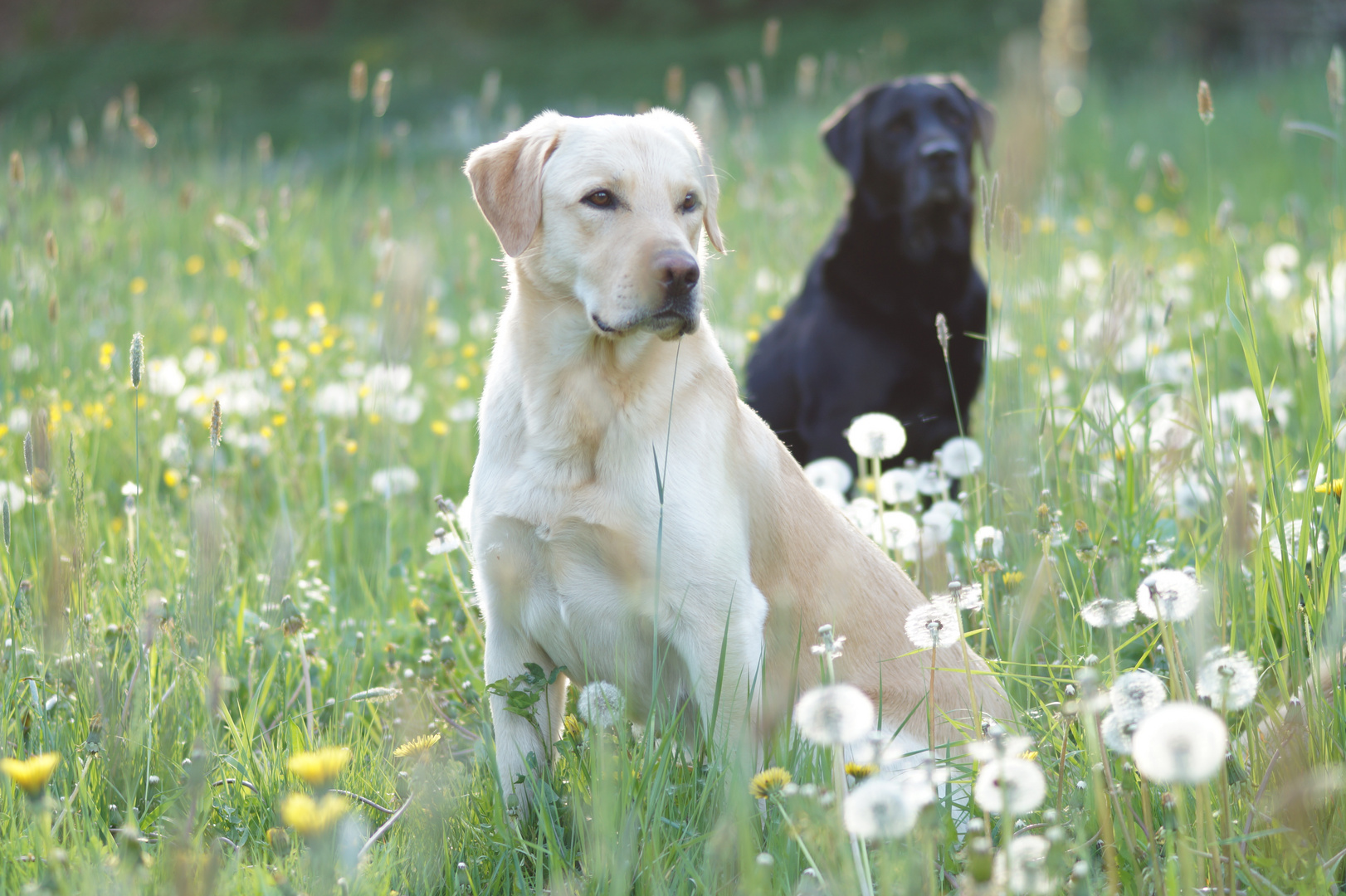 Labrador im Doppel