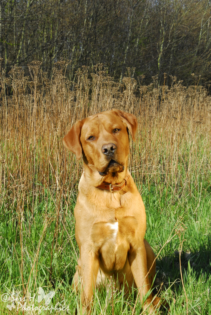 Labrador im Fokus