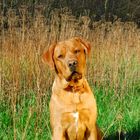 Labrador im Fokus