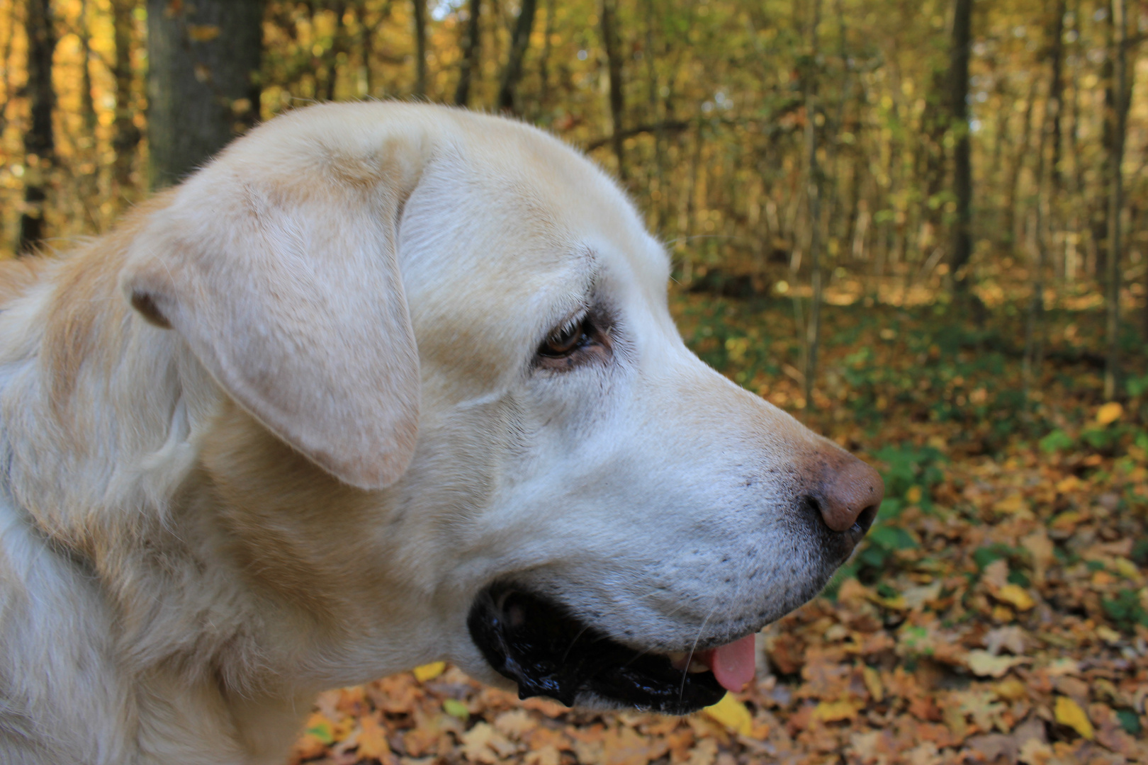 Labrador im Herbstwald