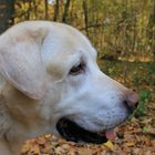 Labrador im Herbstwald