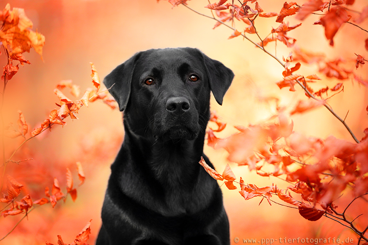 Labrador im Herbstwald