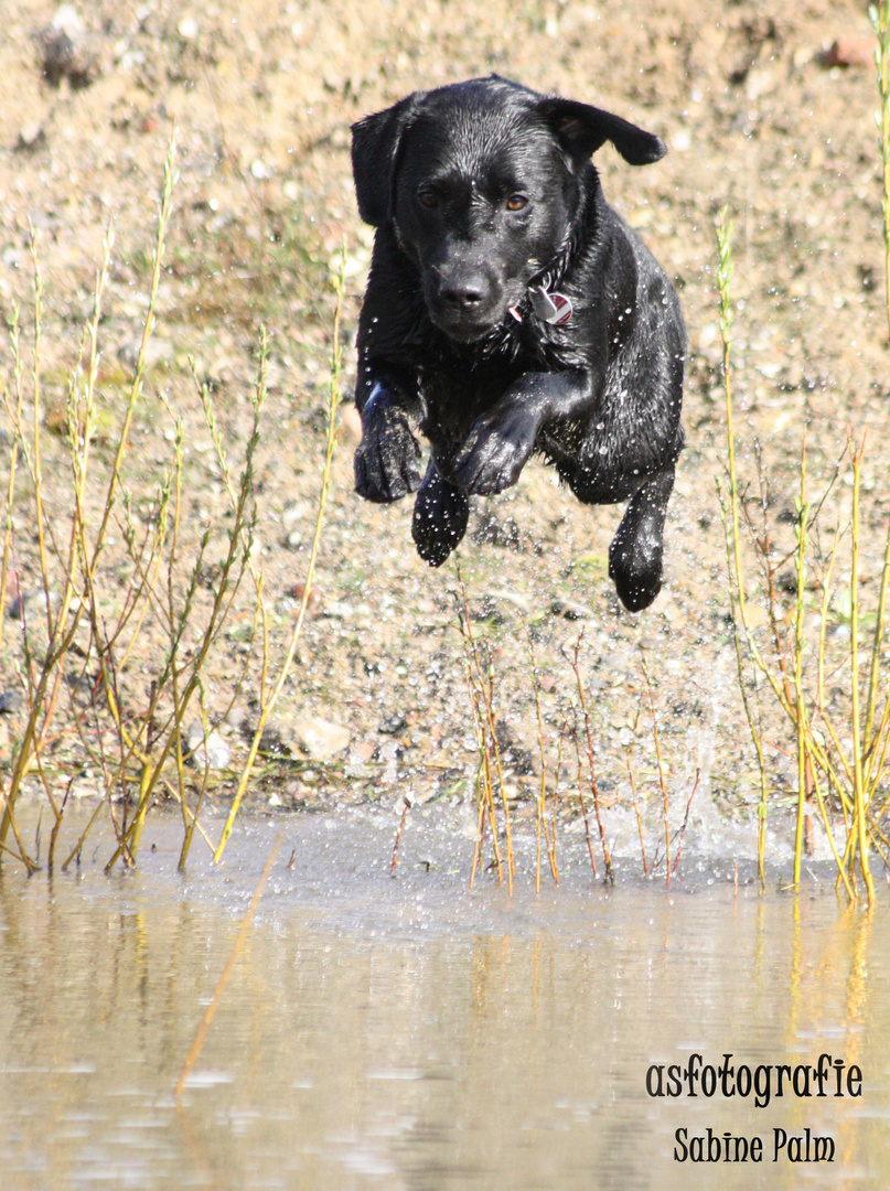 Labrador im Höhenflug