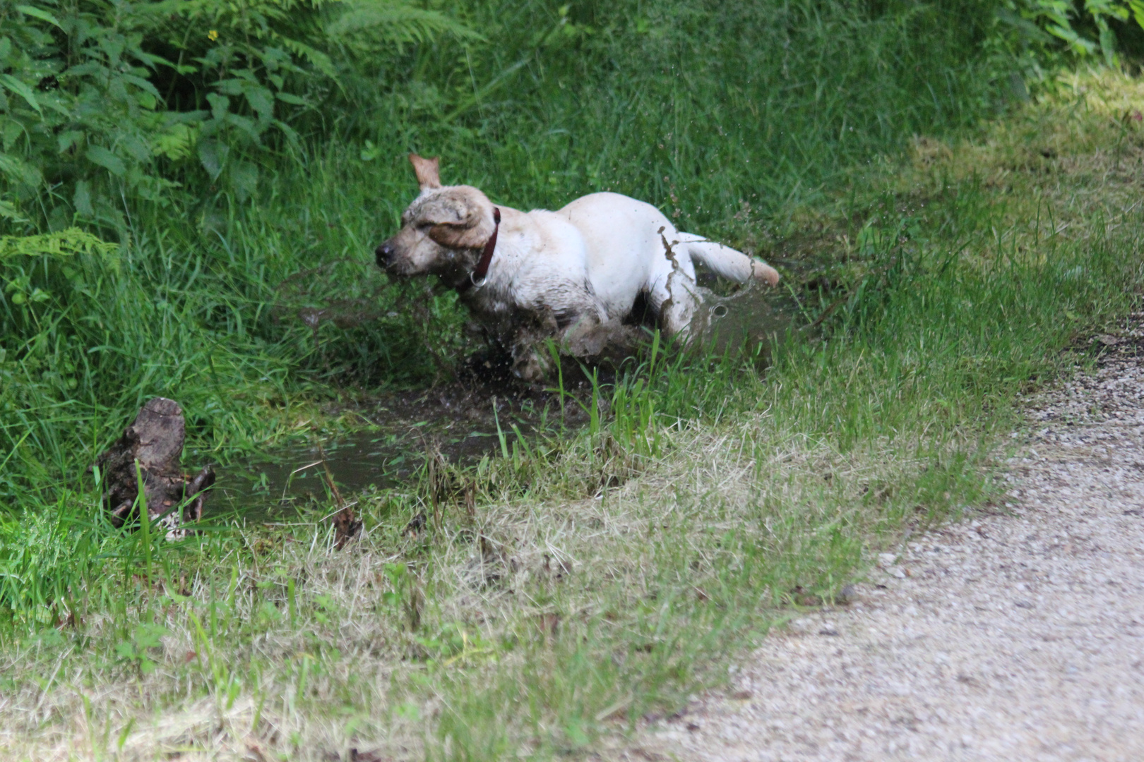 Labrador im Schlammbad