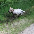 Labrador im Schlammbad