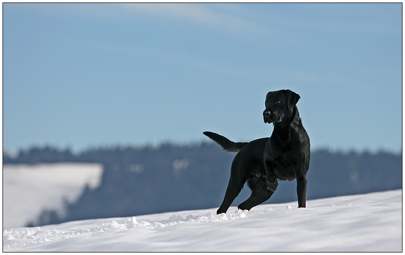 Labrador im Schnee