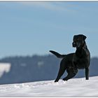 Labrador im Schnee