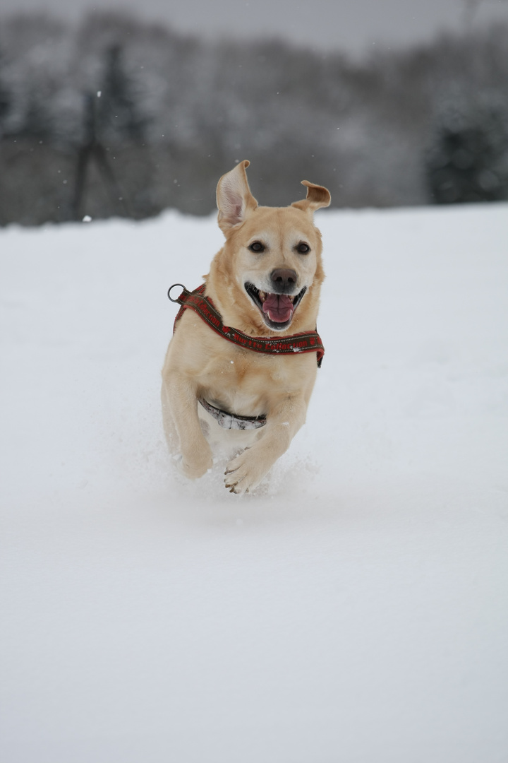 Labrador im Schnee