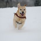 Labrador im Schnee