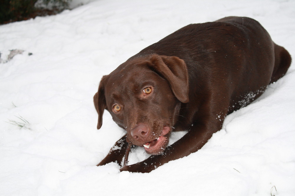 Labrador im Schnee