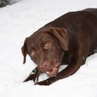 Labrador im Schnee