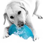 Labrador im Schnee