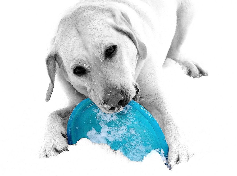 Labrador im Schnee