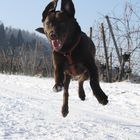 Labrador im Schnee in den Weinbergen