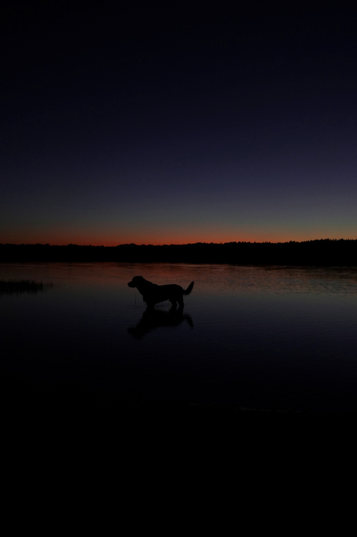 Labrador im See