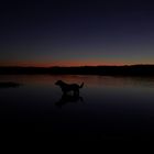 Labrador im See