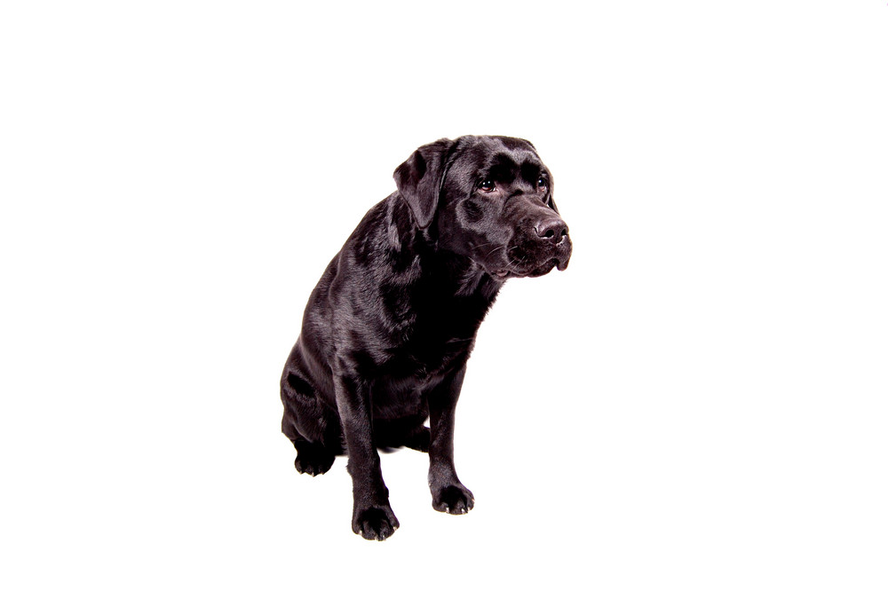 Labrador im Studio 2