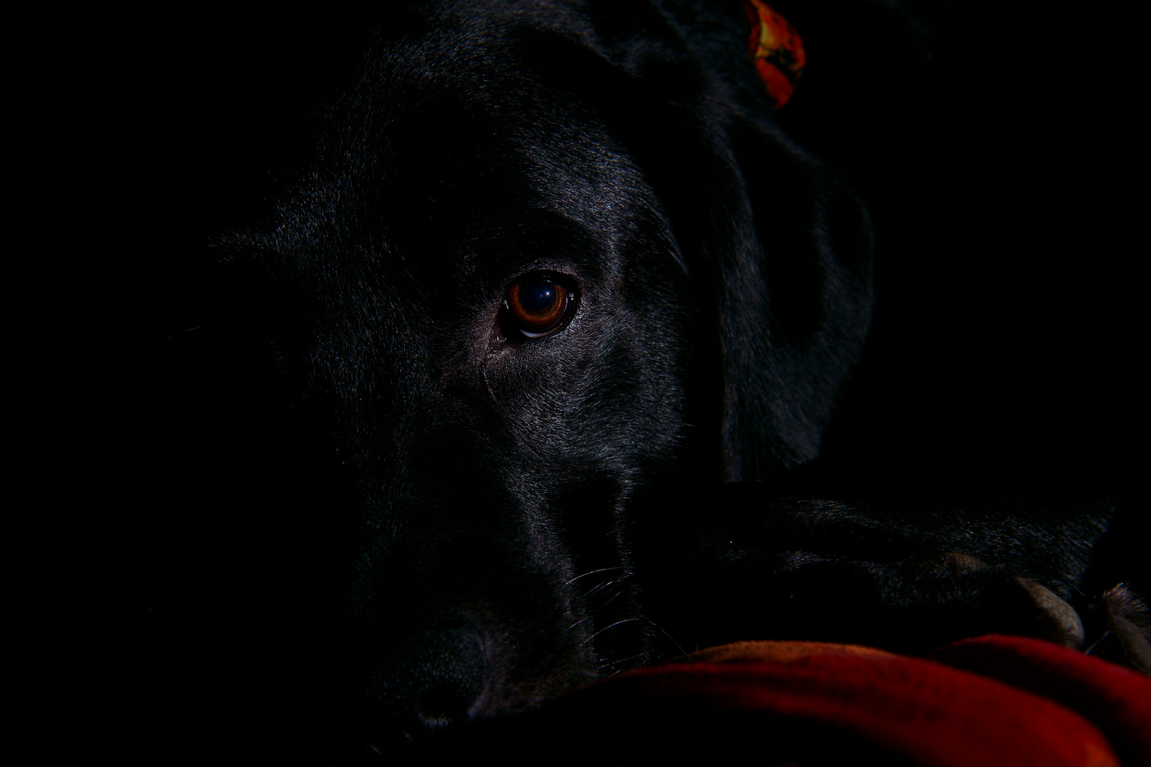 Labrador im Studio