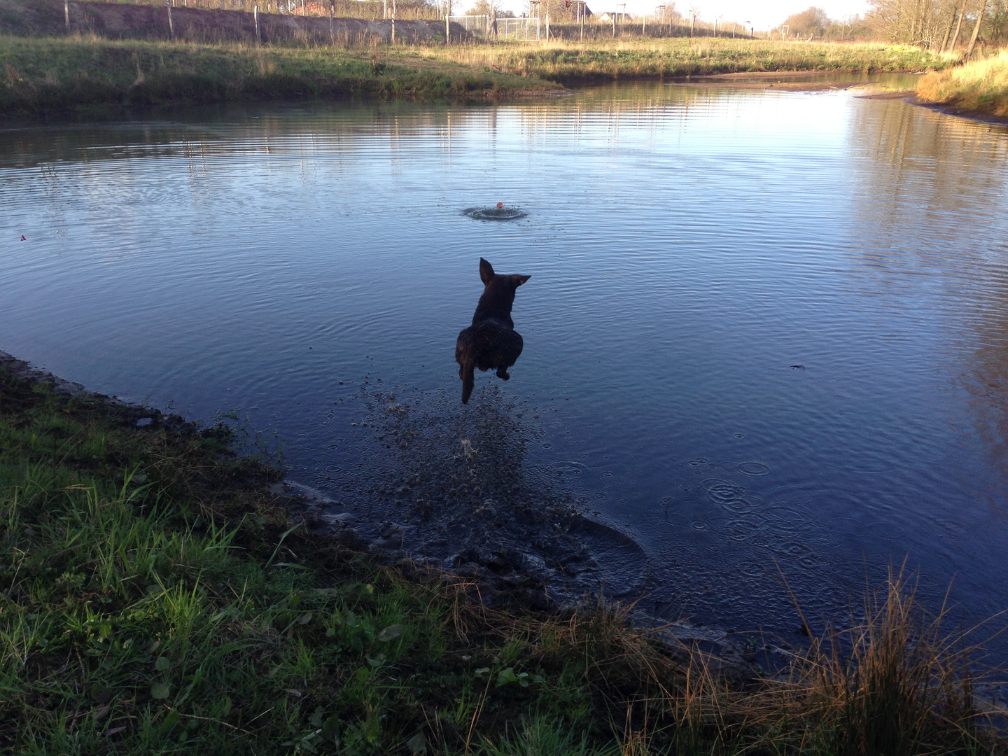 Labrador im Tiefflug