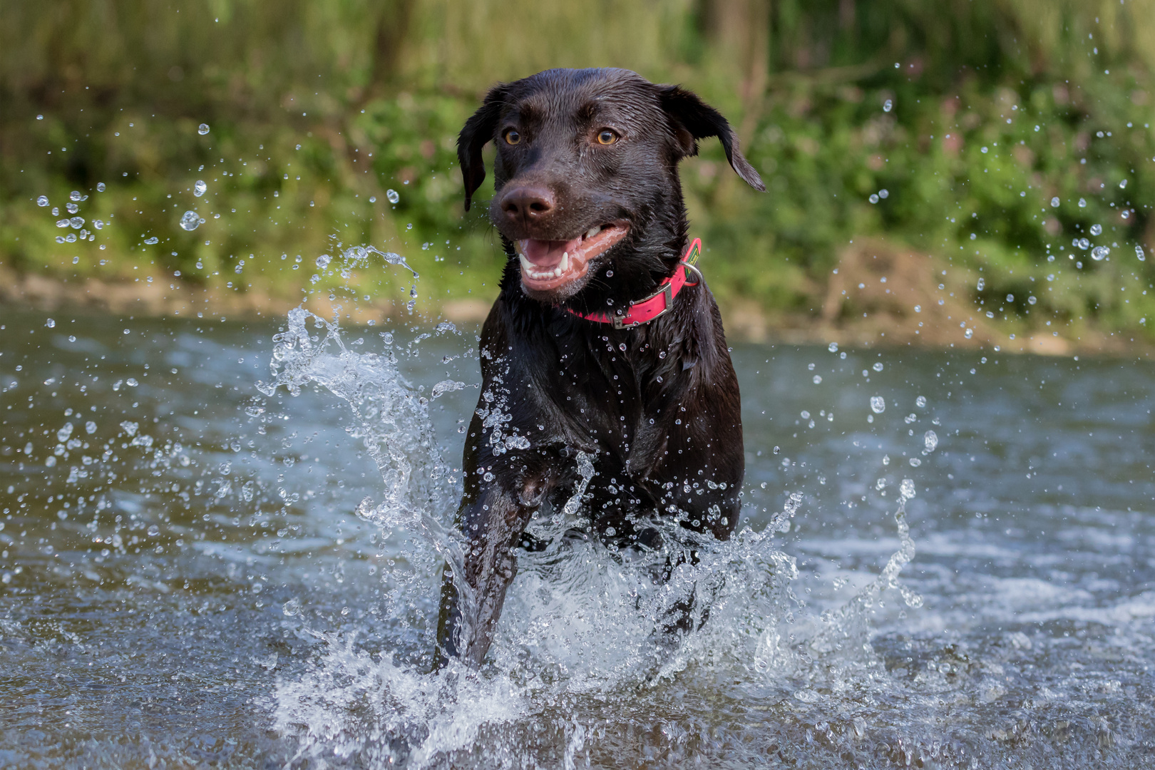 Labrador im Wasser