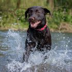 Labrador im Wasser