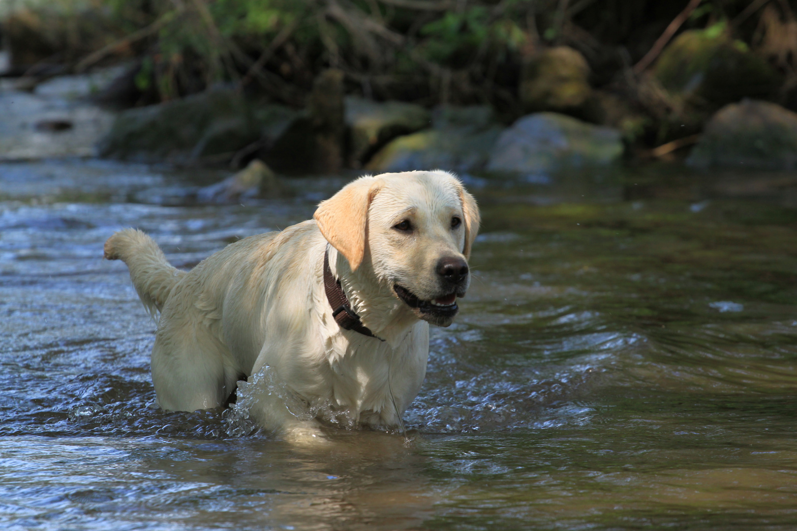 Labrador im Wasser Foto & Bild tiere, haustiere, hunde Bilder auf