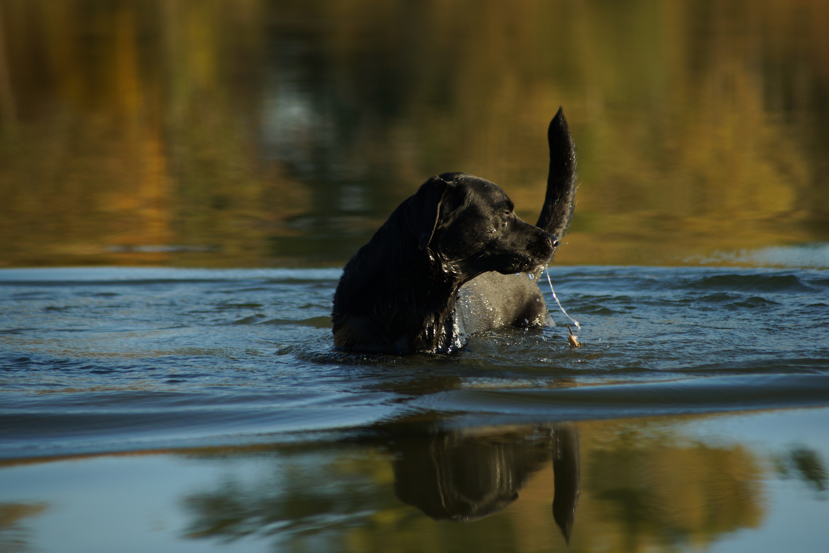 Labrador im Wasser