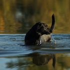 Labrador im Wasser