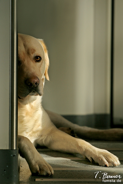 Labrador im Zug