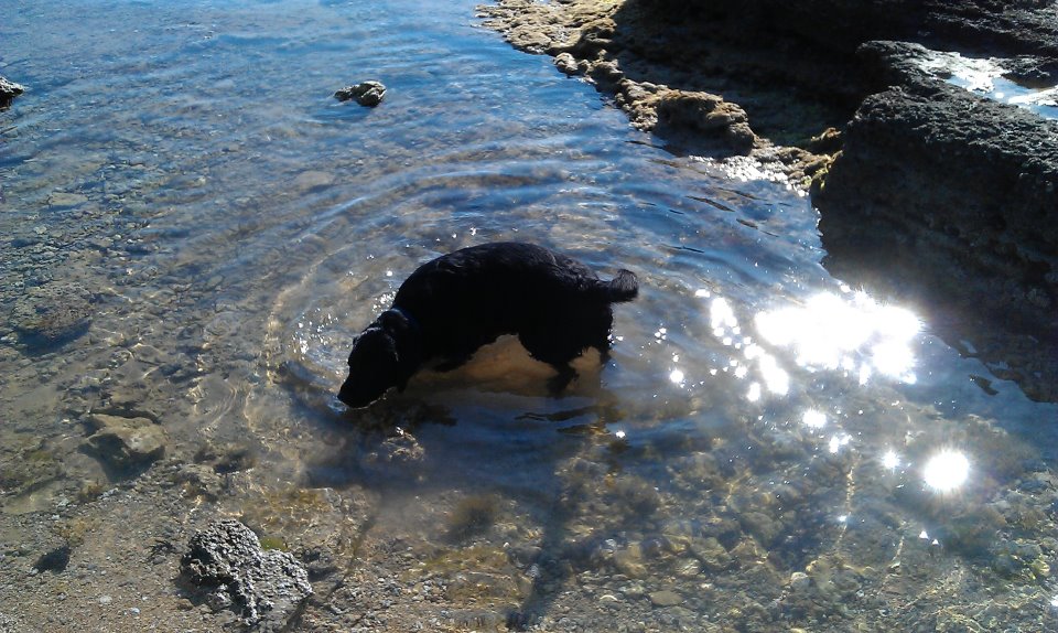 Labrador in acqua..