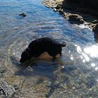 Labrador in acqua..