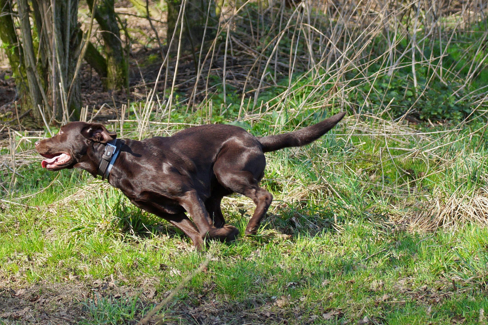 Labrador in action