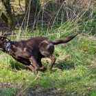 Labrador in action