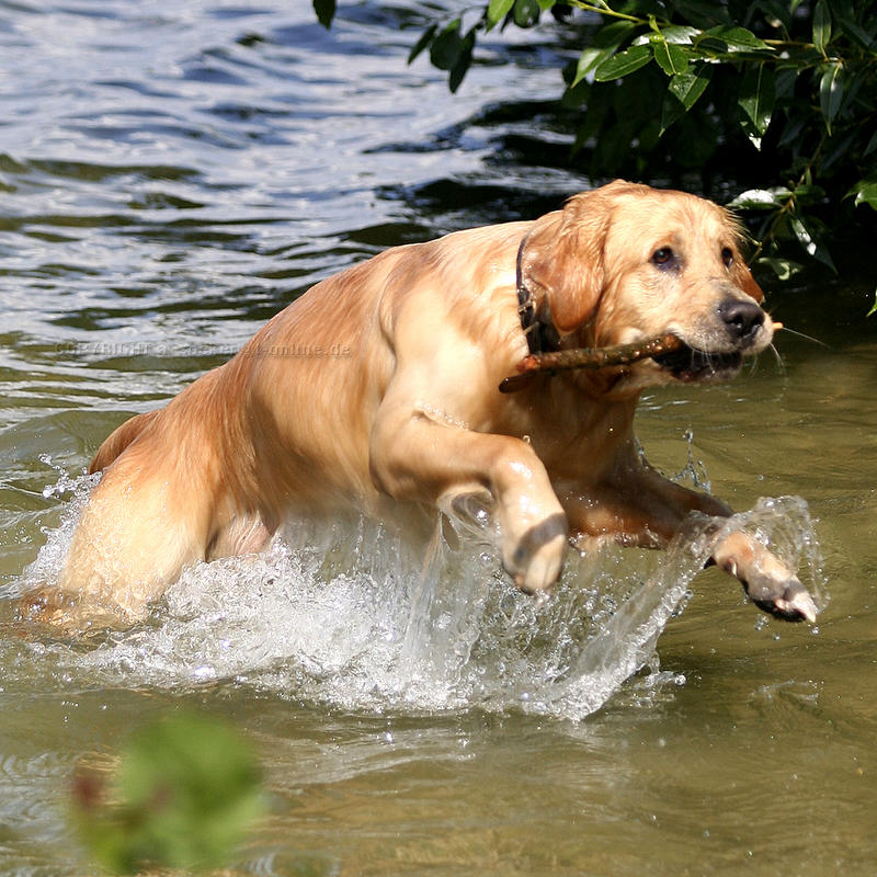 Labrador in Action