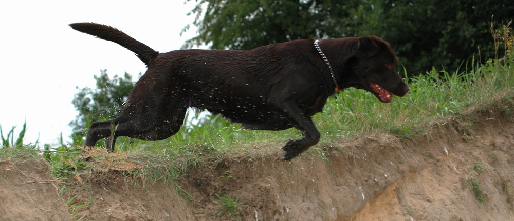 Labrador in Aktion :-)