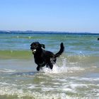 Labrador in der Ostsee