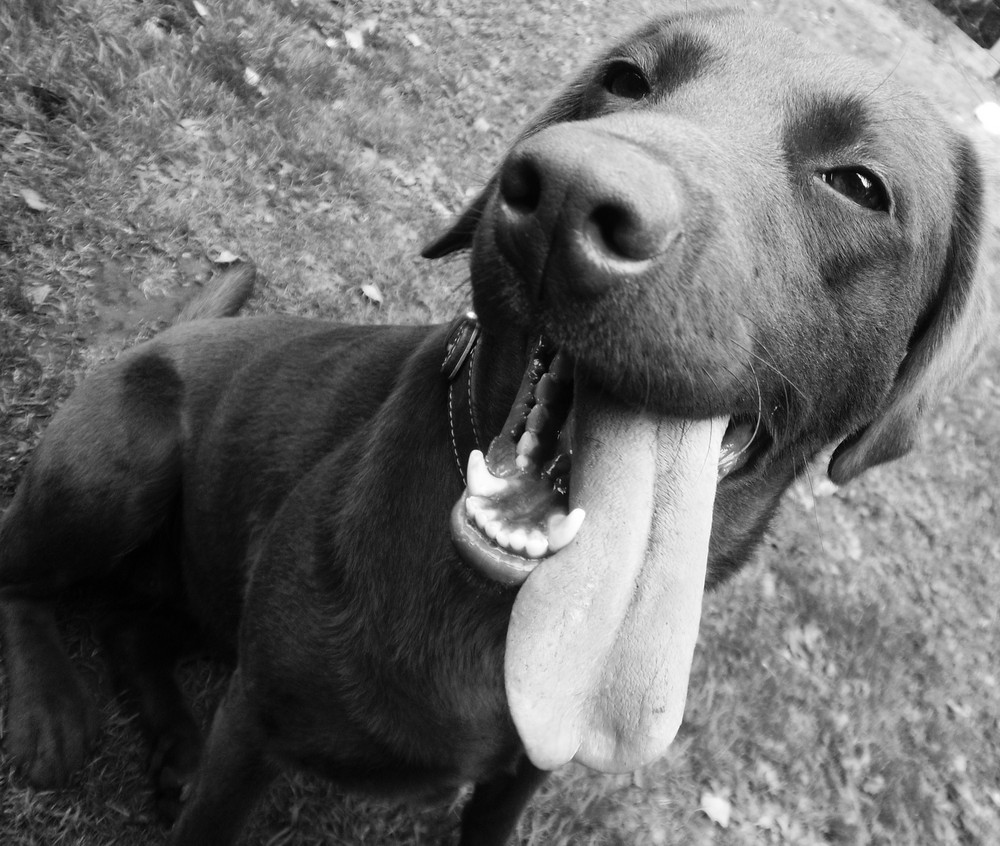 Labrador in Schwarz Weiß