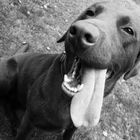 Labrador in Schwarz Weiß