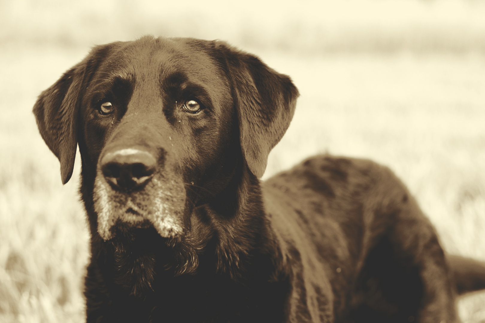 Labrador in Sepia 